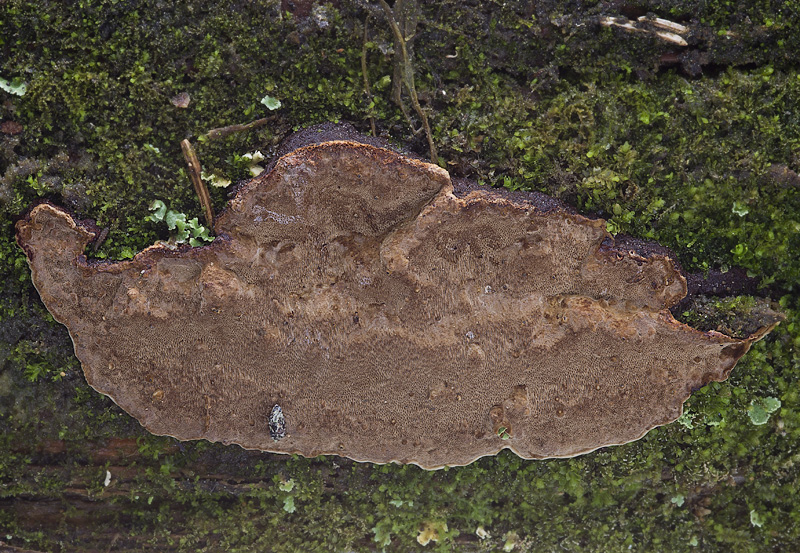 Phellinus nigrolimitatus